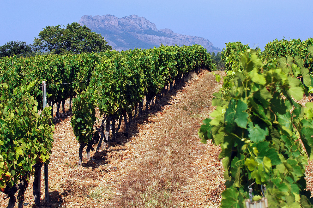 Vignes Domaine-du-Bercail